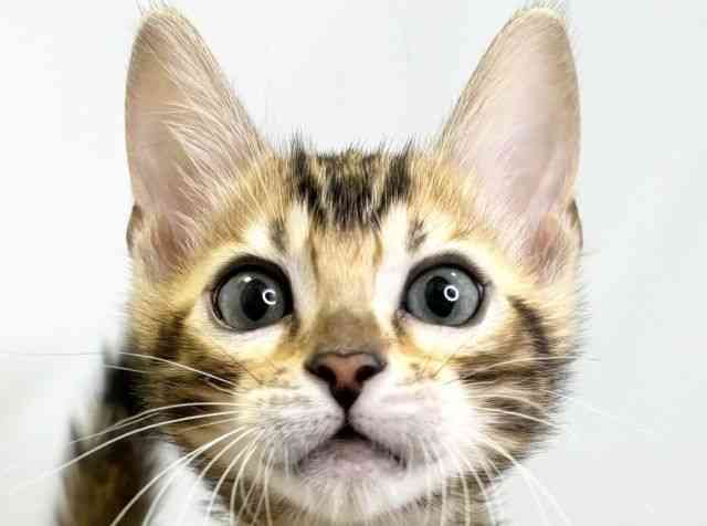 愛媛県のベンガル (ひごペットフレンドリーエミフルMASAKI店/2026年2月21日生まれ/男の子/ブラウンスポットタビー)の子猫の1枚目の画像