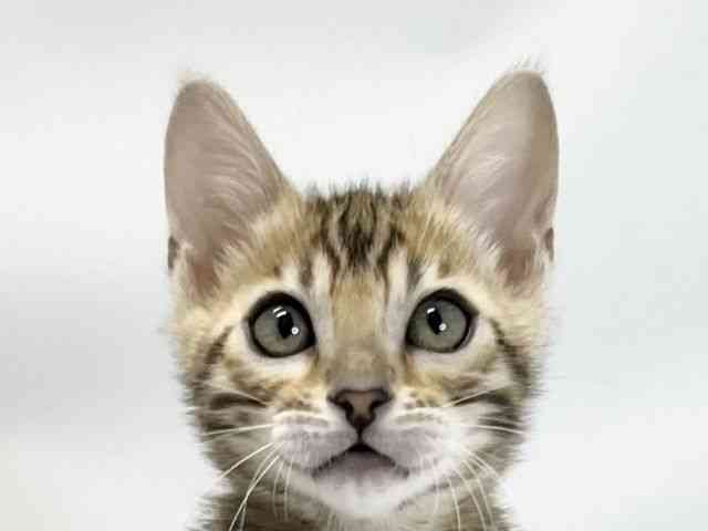 愛媛県のベンガル (ひごペットフレンドリーイオンモール今治新都市店/2026年2月21日生まれ/女の子/ブラウンスポットタビー)の子猫の1枚目の画像