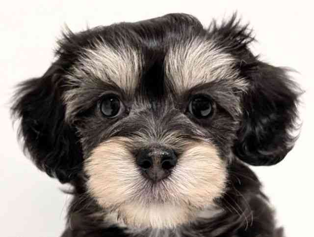 福岡県のマルックス(マルチーズ×ダックス) (ひごペットフレンドリーリバーウォーク北九州店/2026年2月21日生まれ/女の子/チョコレートタン)の子犬の1枚目の画像