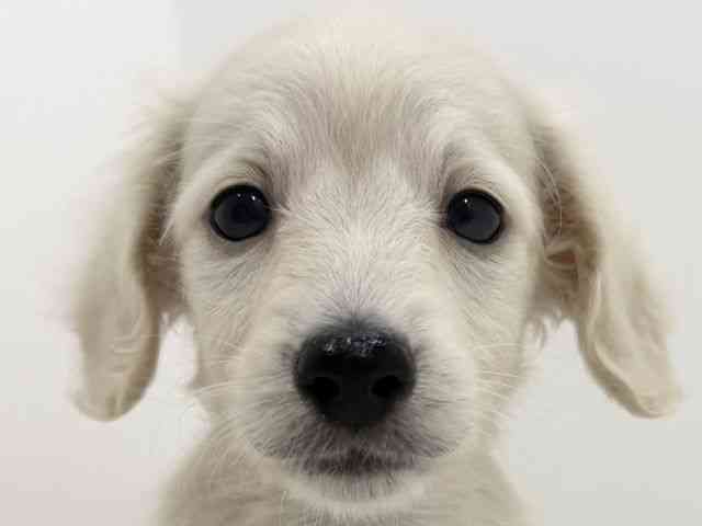 広島県のミニチュアダックスフンド(ロング) (ひごペットフレンドリーフジグラン神辺店/2026年2月21日生まれ/女の子/イエロー)の子犬の1枚目の画像