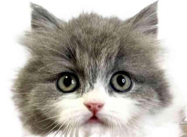 愛媛県のブリティッシュロングヘアー (ひごペットフレンドリーエミフルMASAKI店/2026年2月14日生まれ/男の子/ブルータビーホワイト)の子猫の1枚目の画像