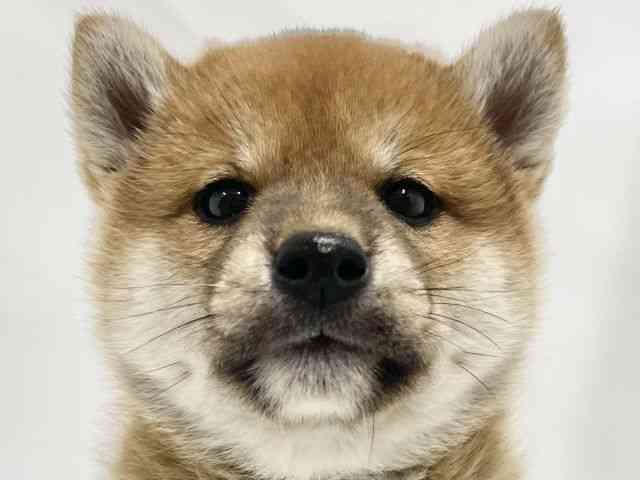 高知県の柴犬(標準サイズ) (ひごペットフレンドリーイオンモール高知店/2026年2月21日生まれ/男の子/赤)の子犬の1枚目の画像