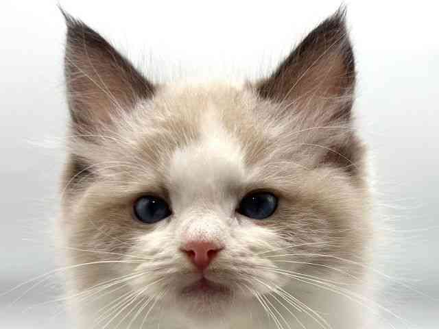 香川県のラグドール (ひごペットフレンドリーゆめタウン高松店/2026年2月16日生まれ/男の子/シールポイントバイカラー)の子猫の1枚目の画像