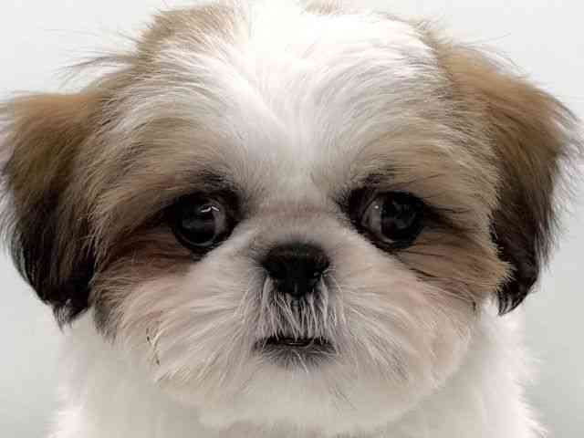 大阪府のシーズー (ひごペットフレンドリーイオンそよら海老江店/2026年1月26日生まれ/女の子/ホワイトゴールド)の子犬の1枚目の画像