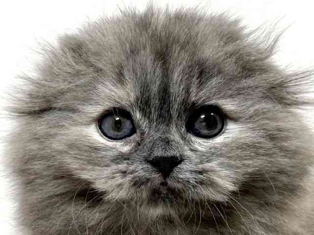 兵庫県のスコティッシュフォールド (ひごペットフレンドリーイトーヨーカドー明石店/2026年2月20日生まれ/女の子/ブルークリーム)の子猫の1枚目の画像