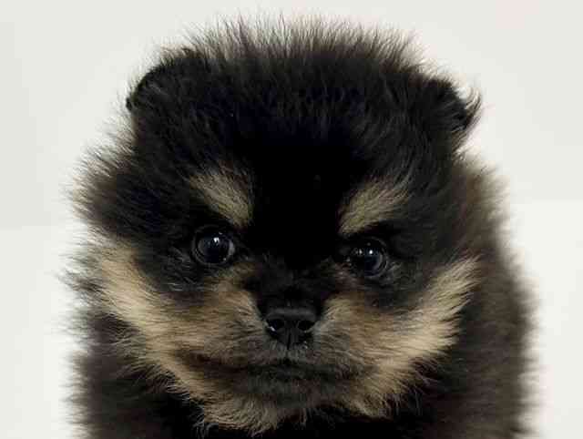 愛知県のポメラニアン (ひごペットフレンドリーイトーヨーカドー知多店/2026年2月8日生まれ/女の子/ブラックタン)の子犬の1枚目の画像