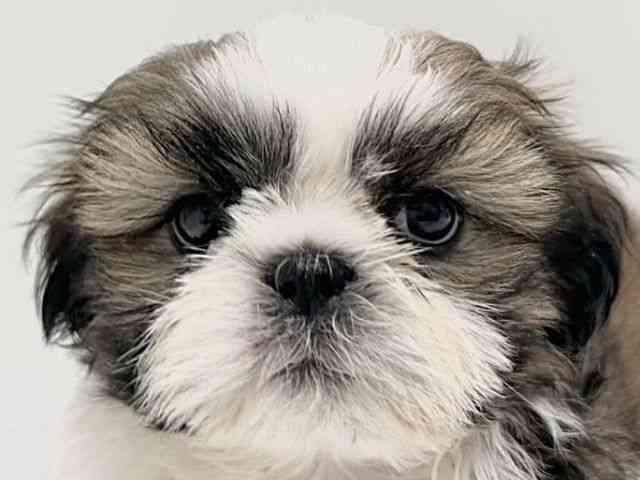 奈良県のシーズー (ひごペットフレンドリーイオンモール橿原ウエスト・ビレッジ店/2026年2月19日生まれ/男の子/ホワイトゴールド)の子犬の1枚目の画像