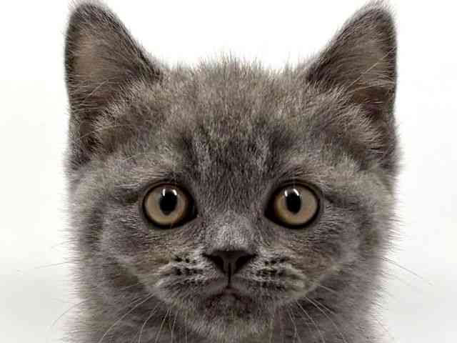 大阪府のブリティッシュショートヘアー (ひごペットフレンドリー東淀川店/2026年2月21日生まれ/男の子/ブルー)の子猫の1枚目の画像