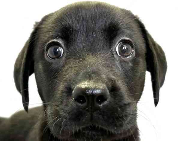 愛媛県のラブラドールレトリーバー (ひごペットフレンドリーエミフルMASAKI店/2026年2月20日生まれ/女の子/ブラック)の子犬の1枚目の画像