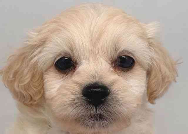 鳥取県のペキプー(ペキニーズ×プードル) (ひごペットフレンドリーイオンモール鳥取北店/2026年2月21日生まれ/男の子/クリーム)の子犬の1枚目の画像