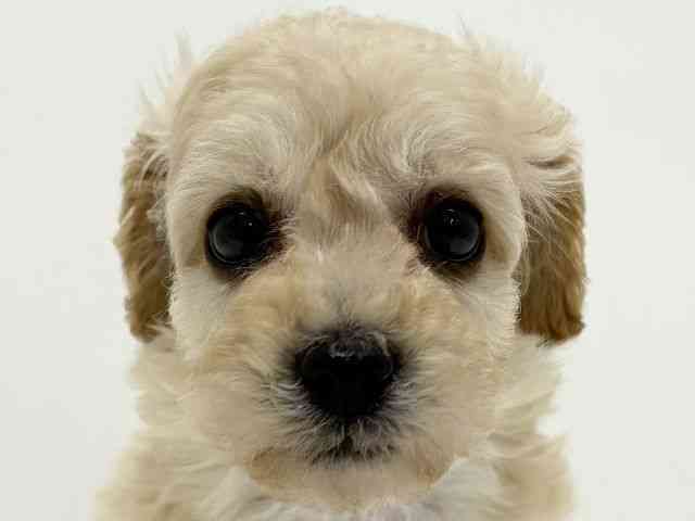 大阪府のペキプー(ペキニーズ×プードル) (ひごペットフレンドリーくずはモール店/2026年2月21日生まれ/女の子/クリーム)の子犬の1枚目の画像