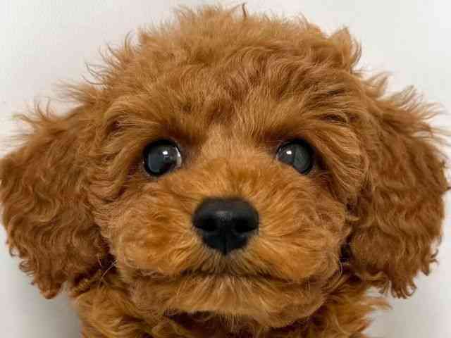 大阪府のトイプードル(トイ) (ひごペットフレンドリー堺プラットプラット店/2026年2月21日生まれ/男の子/レッド)の子犬