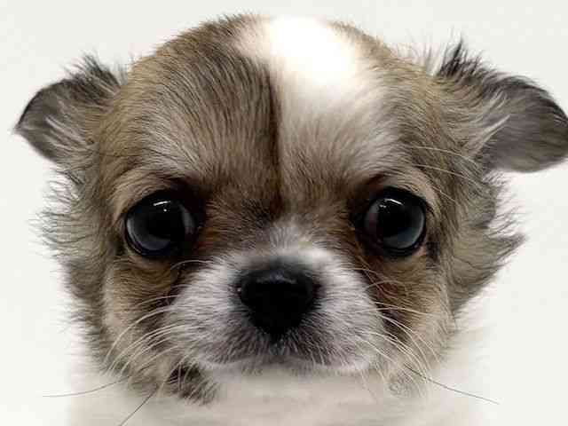 兵庫県のチワワ(ロング) (ひごペットフレンドリーブルメールHAT神戸店/2026年2月20日生まれ/女の子/フォーンホワイト)の子犬の1枚目の画像