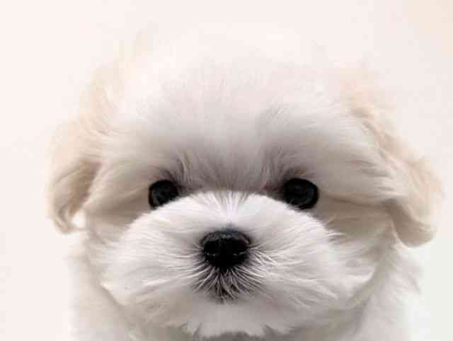 福岡県のマルチーズ (ひごペットフレンドリーリバーウォーク北九州店/2026年2月19日生まれ/女の子/ホワイト)の子犬の1枚目の画像