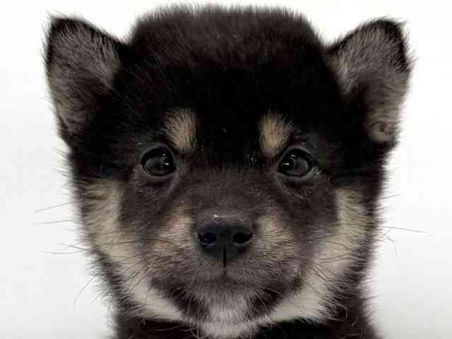 大阪府の柴犬(標準サイズ) (ひごペットフレンドリーイオンそよら海老江店/2026年2月21日生まれ/女の子/黒)の子犬の1枚目の画像