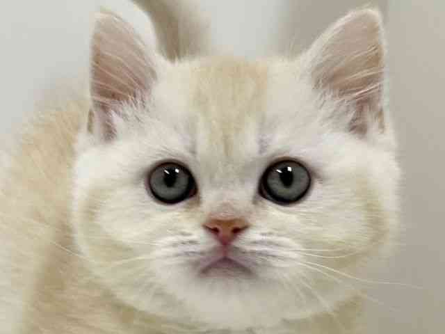 奈良県のブリティッシュショートヘアー (ひごペットフレンドリーイオンモール橿原ウエスト・ビレッジ店/2026年2月18日生まれ/男の子/ライラックシェーデッドゴールデン)の子猫の1枚目の画像