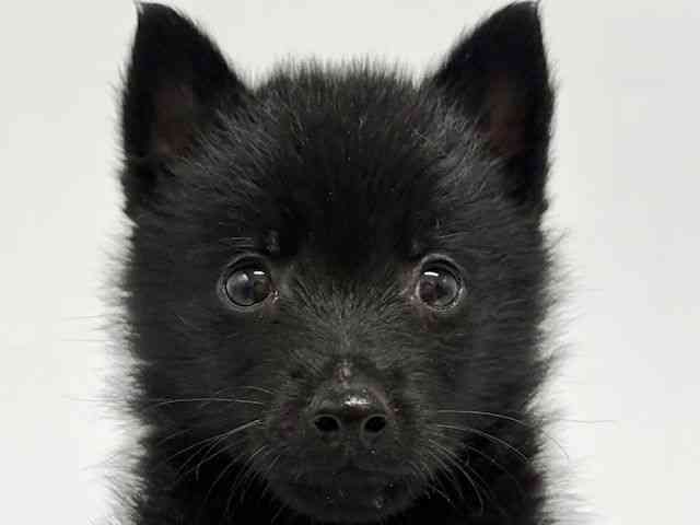 大阪府のスキッパーキ (ひごペットフレンドリーイオンタウン豊中庄内店/2026年2月22日生まれ/女の子/ブラック)の子犬