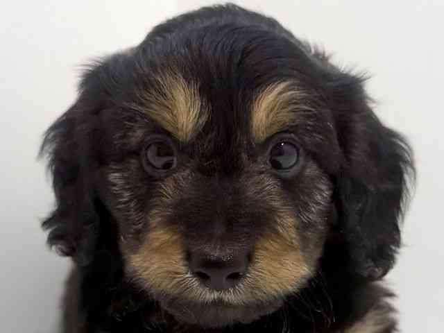 広島県のダップー(ダックス×プードル) (ひごペットフレンドリーフジグラン神辺店/2026年2月21日生まれ/男の子/ブラックタン)の子犬の1枚目の画像