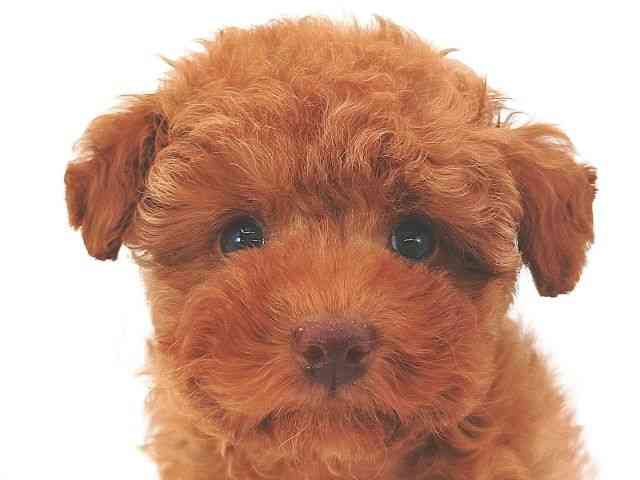 大阪府のトイプードル(トイ) (ひごペットフレンドリー泉ヶ丘店/2026年2月20日生まれ/男の子/レッドフォーン)の子犬の1枚目の画像