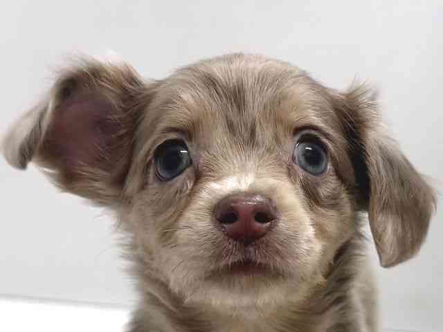 奈良県のチワックス(チワワ×ダックス) (ひごペットフレンドリー奈良パワーシティ店/2026年2月20日生まれ/女の子/イザベラマール)の子犬の1枚目の画像