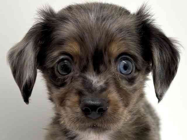 兵庫県のチワックス(チワワ×ダックス) (ひごペットフレンドリーブルメールHAT神戸店/2026年2月20日生まれ/男の子/ブルーマール)の子犬