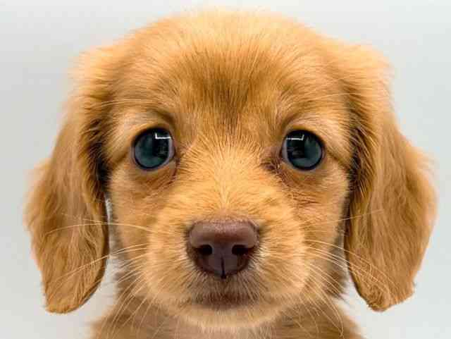 奈良県のミニチュアダックスフンド(ロング) (ひごペットフレンドリー田原本店/2026年2月22日生まれ/女の子/ゴールド)の子犬の1枚目の画像