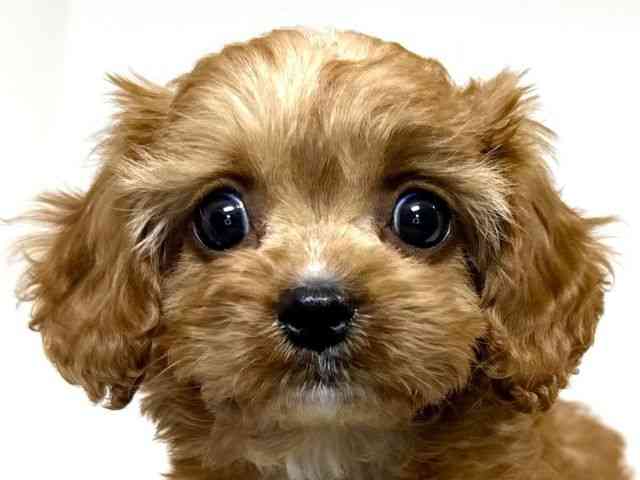 兵庫県のキャバプー(キャバリア×プードル) (ひごペットフレンドリーイトーヨーカドー明石店/2026年2月21日生まれ/女の子/レッド)の子犬