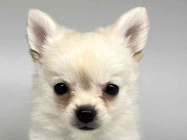 徳島県のポメチワ/チワポメ/ポメチー(ポメラニアン×チワワ) (ひごペットフレンドリーゆめタウン徳島店/2026年2月21日生まれ/女の子/クリーム)の子犬の1枚目の画像