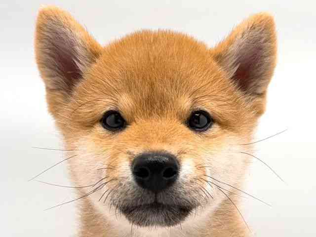 奈良県の柴犬(標準サイズ) (ひごペットフレンドリー田原本店/2026年2月22日生まれ/男の子/赤)の子犬の1枚目の画像