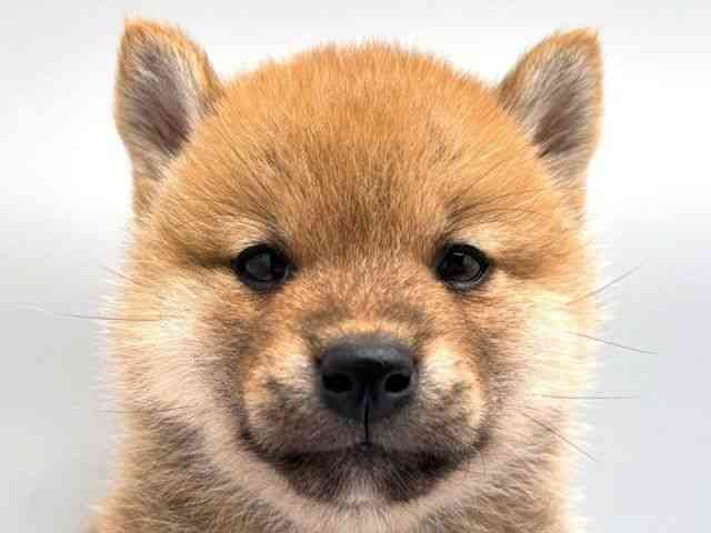 奈良県の柴犬(標準サイズ) (ひごペットフレンドリー田原本店/2026年2月22日生まれ/男の子/赤)の子犬の1枚目の画像