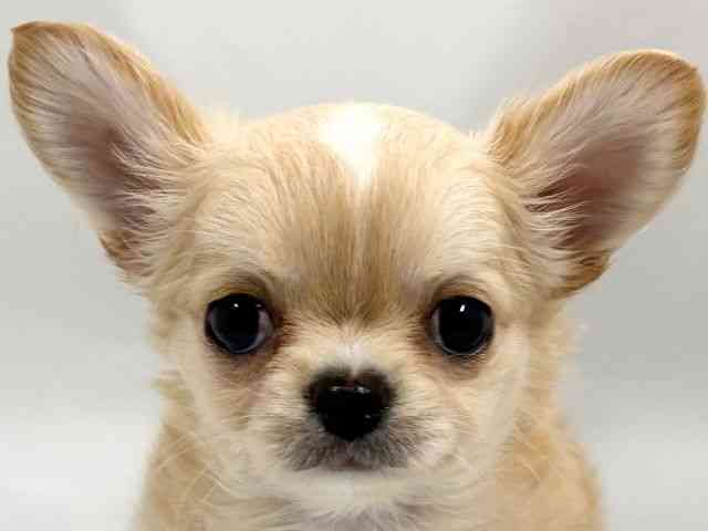 京都府のチワワ(ロング) (ひごペットフレンドリー京都店/2026年2月14日生まれ/男の子/ゴールドホワイト)の子犬の1枚目の画像