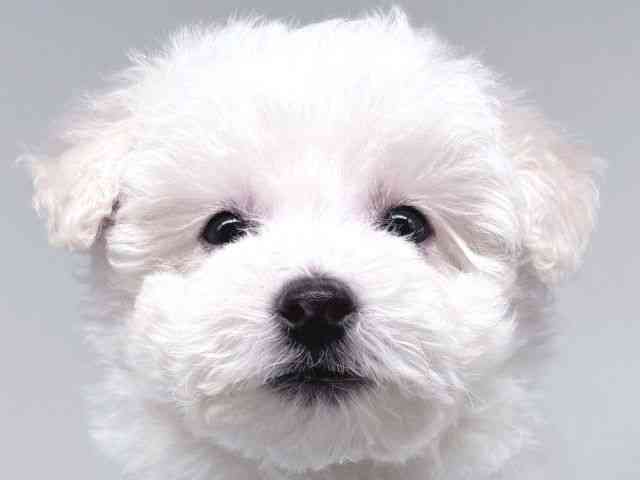 大阪府のビションフリーゼ (ひごペットフレンドリー瓜破店/2026年2月20日生まれ/男の子/ホワイト)の子犬の1枚目の画像