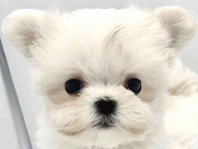 大阪府のマルチーズ (ひごペットフレンドリーイトーヨーカドー津久野店/2026年2月21日生まれ/女の子/ホワイト)の子犬