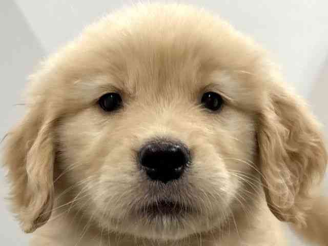 京都府のゴールデンレトリバー (ひごペットフレンドリー京都店/2026年2月22日生まれ/女の子/ゴールデン)の子犬の1枚目の画像