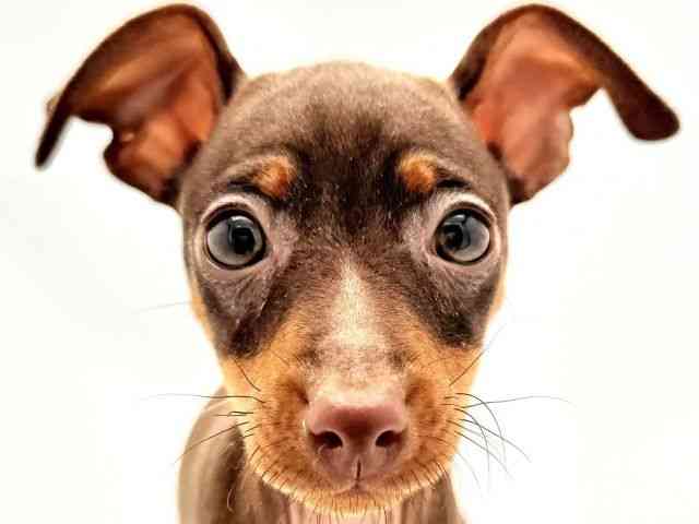 兵庫県のミニチュアピンシャー (ひごペットフレンドリークラウンパーク伊丹店/2026年2月16日生まれ/女の子/チョコレートタン)の子犬の1枚目の画像