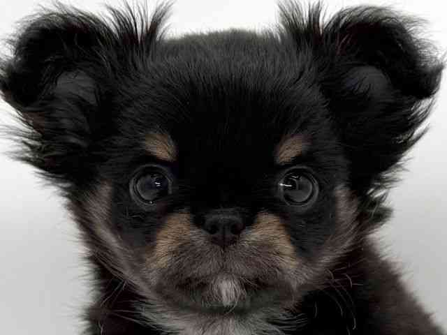 大阪府のチワワ(ロング) (ひごペットフレンドリーイオンそよら海老江店/2026年2月22日生まれ/男の子/ブラックタンホワイト)の子犬の1枚目の画像