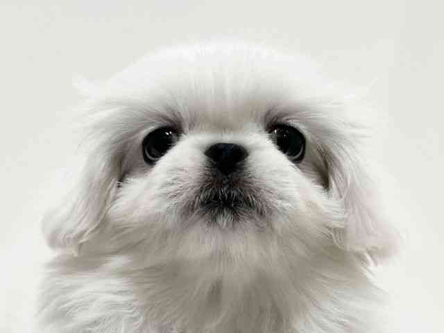 愛知県のペキニーズ (ひごペットフレンドリーららぽーと名古屋みなとアクルス店/2026年2月20日生まれ/女の子/ホワイト)の子犬の1枚目の画像