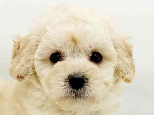 兵庫県のトイプードル(トイ) (ひごペットフレンドリーコロワ甲子園店/2026年2月18日生まれ/男の子/ペールフォーン)の子犬の1枚目の画像