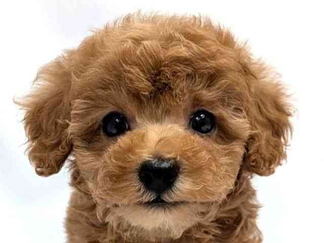 広島県のトイプードル(トイ) (ひごペットフレンドリーゆめタウン廿日市店/2026年2月20日生まれ/男の子/レッドフォーン)の子犬の1枚目の画像