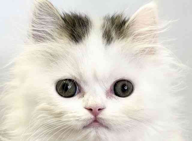 愛媛県のスコティッシュフォールド (ひごペットフレンドリーエミフルMASAKI店/2026年2月22日生まれ/男の子/ブラウンタビーホワイト)の子猫の1枚目の画像