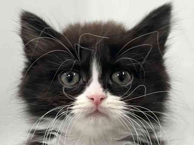 京都府のスコティッシュフォールド (ひごペットフレンドリー京都店/2026年2月21日生まれ/男の子/ブラックホワイト)の子猫の1枚目の画像