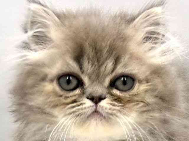 大阪府のエキゾチック (ひごペットフレンドリー東淀川店/2026年2月15日生まれ/女の子/ブルータビー)の子猫の1枚目の画像