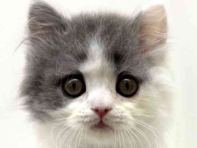 兵庫県のブリティッシュロングヘアー (ひごペットフレンドリーブルメールHAT神戸店/2026年2月17日生まれ/男の子/ブルーホワイト)の子猫