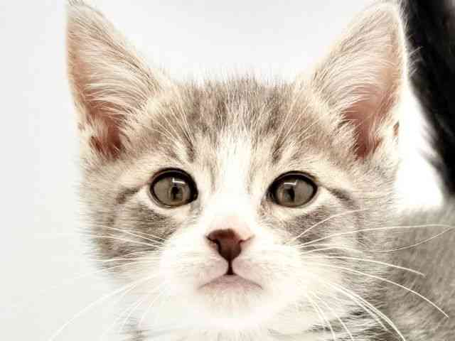 兵庫県のミヌエット (ひごペットフレンドリークラウンパーク伊丹店/2026年2月19日生まれ/男の子/シルバータビーホワイト)の子猫