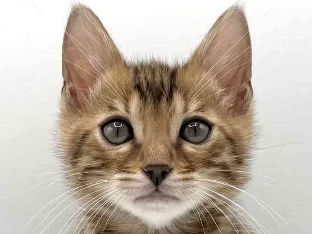 愛知県のベンガル (ひごペットフレンドリープライムツリー赤池店/2026年2月20日生まれ/男の子/ブラウンスポットタビー)の子猫の1枚目の画像