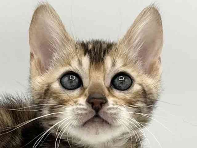 京都府のベンガル (ひごペットフレンドリーイオンモール高の原店/2026年2月22日生まれ/女の子/ブラウンスポットタビー)の子猫の1枚目の画像