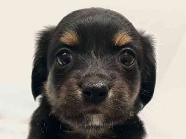 愛知県のチワックス(チワワ×ダックス) (ひごペットフレンドリーヴィアモール アピタ江南西店/2026年2月21日生まれ/男の子/ブラックタン)の子犬の1枚目の画像