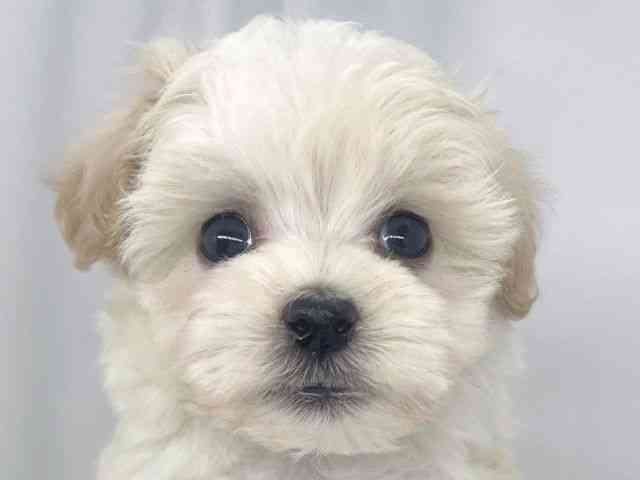 兵庫県のマルプー(マルチーズ×プードル) (ひごペットフレンドリーイオンタウン加古川店/2026年2月22日生まれ/男の子/クリーム)の子犬