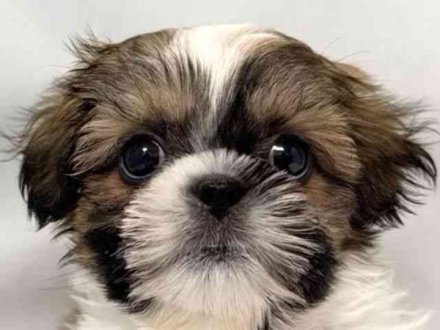 大阪府のシーズー (ひごペットフレンドリー堺プラットプラット店/2026年2月21日生まれ/男の子/ホワイトゴールド)の子犬