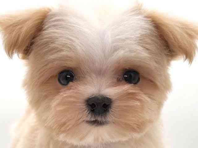 大阪府のマルプー(マルチーズ×プードル) (ひごペットフレンドリーイオンそよら海老江店/2026年2月20日生まれ/男の子/クリーム)の子犬の1枚目の画像